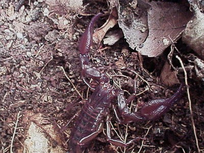 Close up of a Diplocentrus sp. (scorpion)