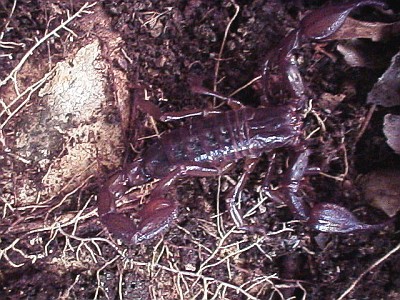 Diplocentrus sp. (top view)