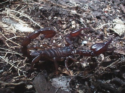 Diplocentrus sp. (side view)