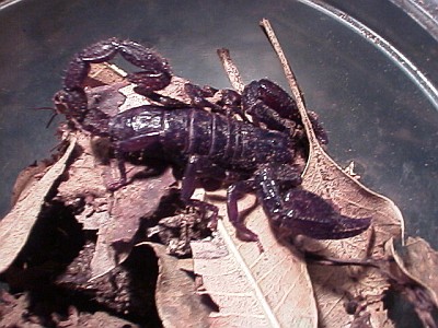 The first captured scorpion (Diplocentrus sp.).