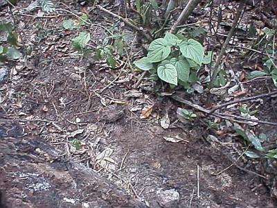 Habitat of Diplocentrus sp.