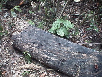 Habitat of Diplocentrus sp., log back into place