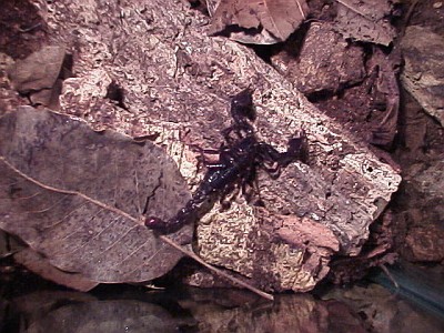 Diplocentrus sp. on a piece of wood (2nd captured scorpion)