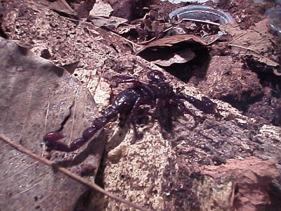 Diplocentrus sp. on a piece of wood (2nd captured scorpion)