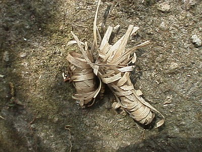 Dried leaves, two houses?