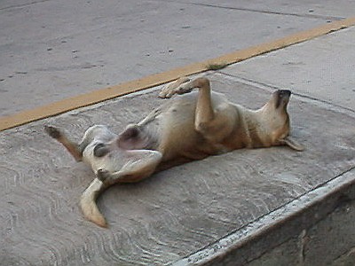 A lazy dog resting on the side walk