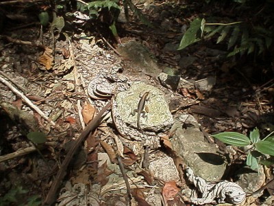 Lizard on the path, basking in the sun