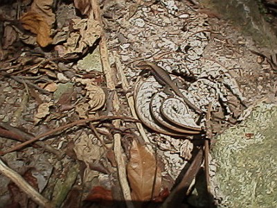 Lizard on the path, basking in the sun