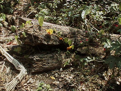 More logs near and on the path