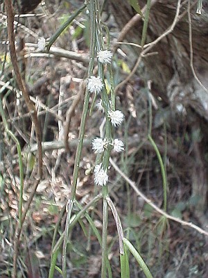 Flowers of mistletoe cactus species