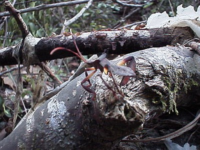 Well-camouflaged insect