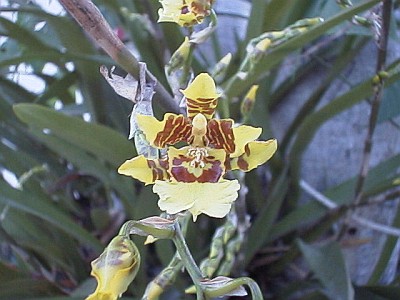 An orchid with beautiful yellow flowers (town of Chavarillo)