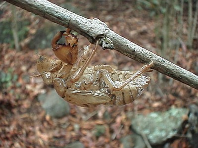 Exuviae of a cicada