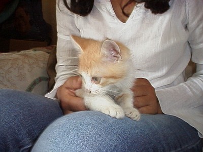 Esme holding one of the little cats.