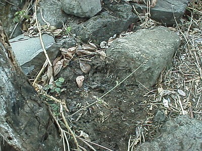 Uncovered habitat of Brachypelma vagans