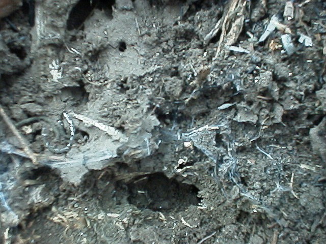 Hiding place of a Brachypelma vagans