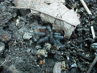 Juvenile Brachypelma vagans