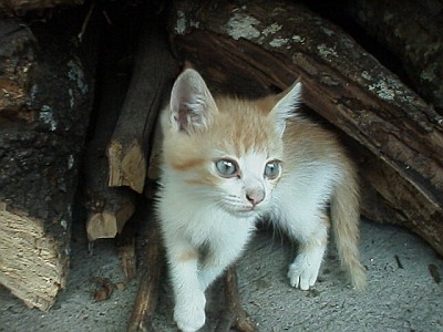 Kitten in front of a pile of firewood.