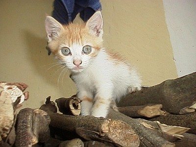 Kitten sitting on stack of firewood