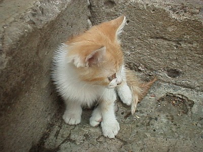 Kitten on stone stairs