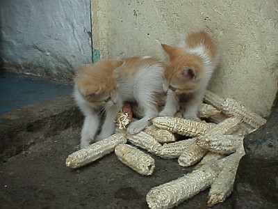 Kittens playing between olotes