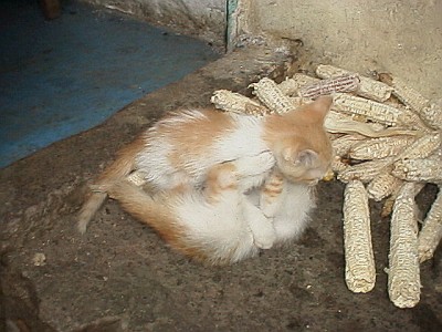 Kittens playing between olotes