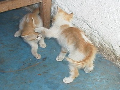 Kittens playing