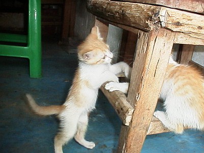 Kittens playing