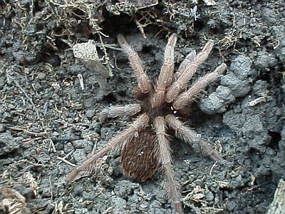 A tarantula