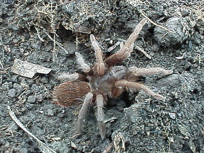 A tarantula