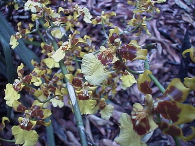 Orchids with flowers