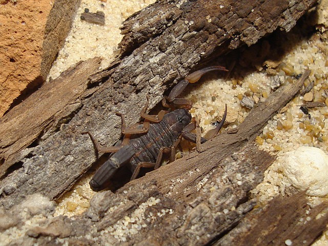 Adult Centruroides flavopictus female in her terrarium