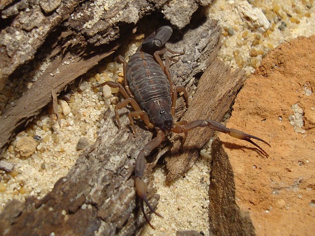 Adult Centruroides flavopictus female in her terrarium