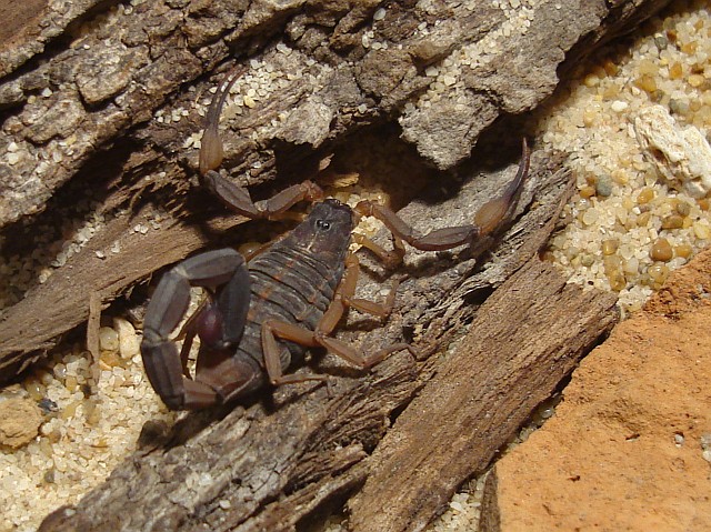Adult Centruroides flavopictus female in her terrarium