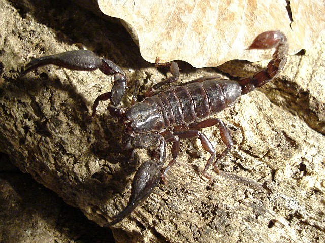 Diplocentrus sp. in its terrarium