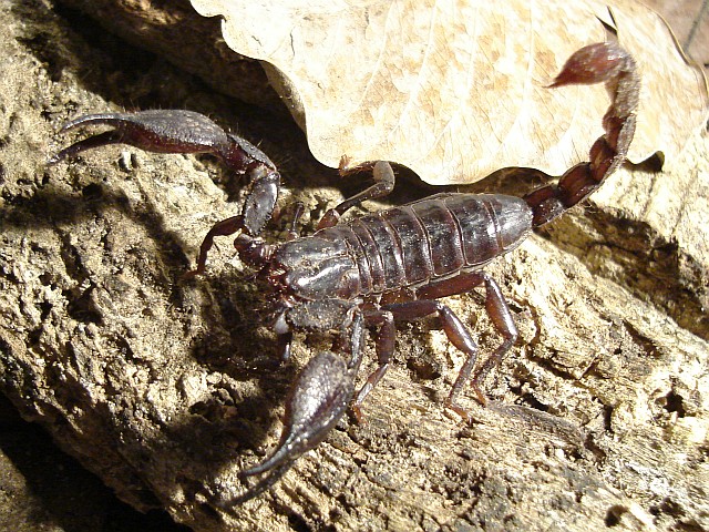 Diplocentrus sp. in its terrarium