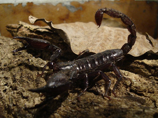 Diplocentrus sp. in its terrarium