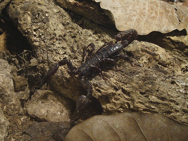 Diplocentrus sp. in its terrarium