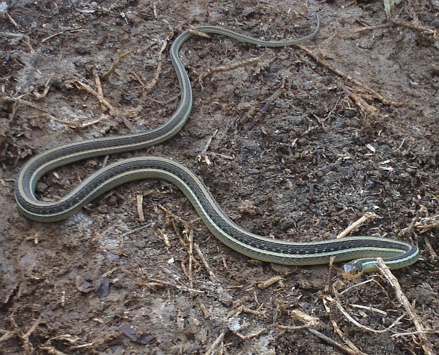 Mexican ribbon snake: Thamnophis proximus rutiloris
