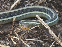 Mexican ribbon Snake on a dirt road