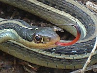 Mexican ribbon snake showing its tongue
