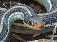 Close up of a Mexican ribbon snake (Thamnophis proximus rutiloris)
