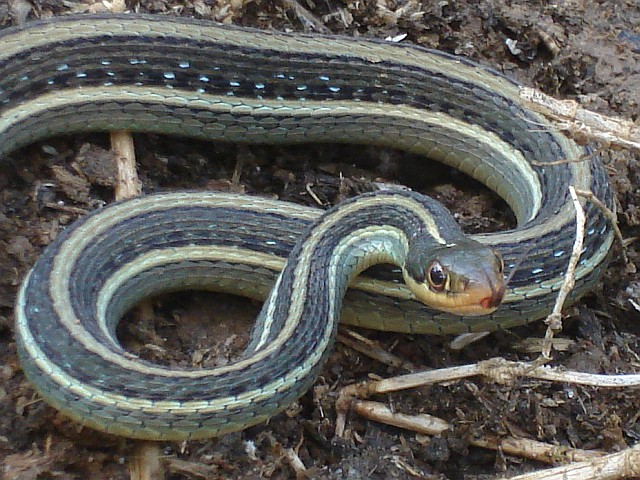 Mexican ribbon snake: Thamnophis proximus rutiloris
