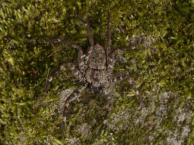 An arachnid on a stone with moss.