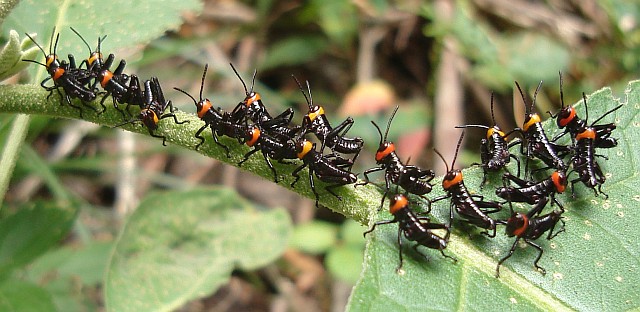 Juvenile grasshoppers lined up.