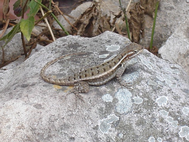 A lizard basking in the sun.