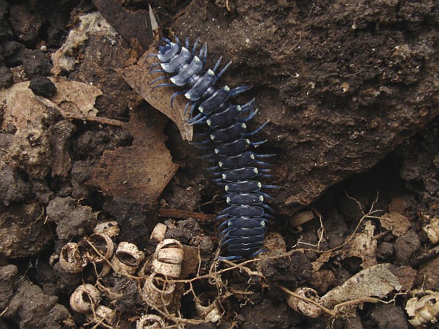 A beautiful blue Polydesmid millipede.