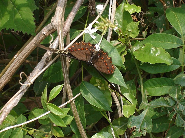 A butterfly hanging upside down.