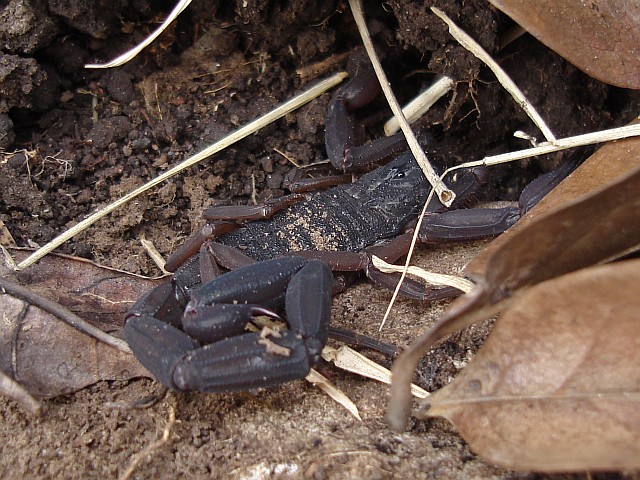 Centruroides gracilis (Florida bark scorpion).