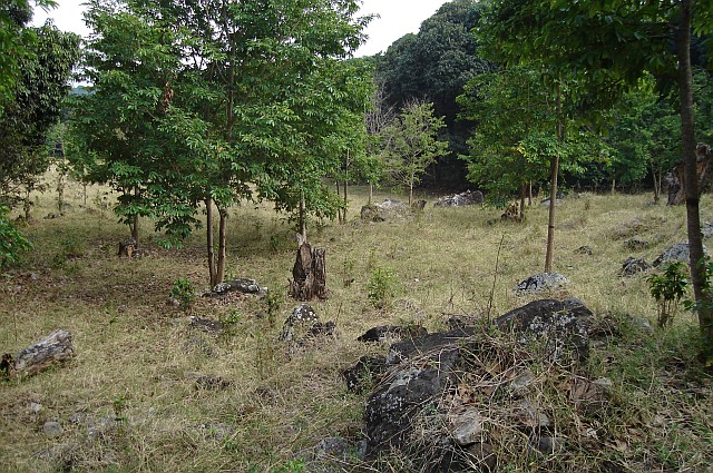 A typical Centruroides gracilis habitat: dry grass with boulders.